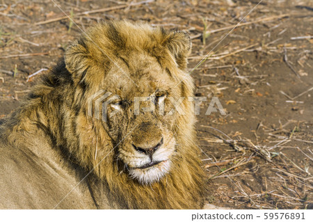 African lion in Kruger National park, South Africa 59576891