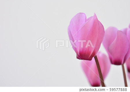 迷你仙客來 59577888