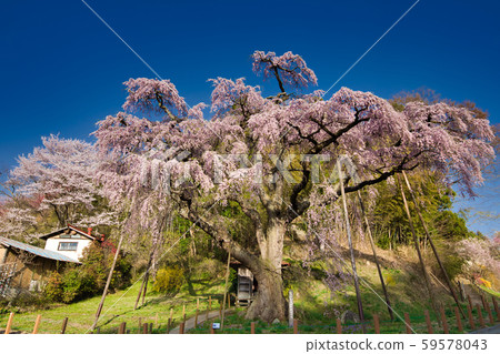 The red crown Jizoku cherry tree 59578043