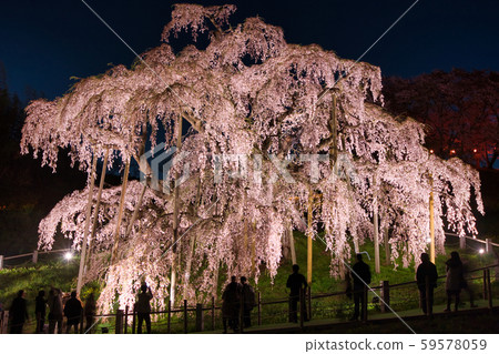 Cherry blossoms of the fall Cherry blossoms of the fall 59578059