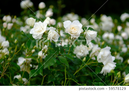 Rose owner 59578129