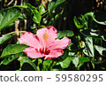 芙蓉（南大島島）1 59580295