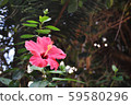 芙蓉（南大島）2 59580296