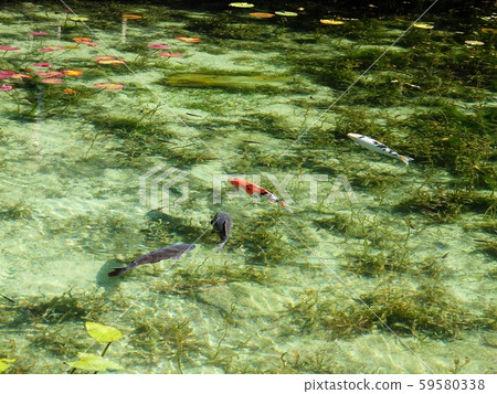 Monet's Pond Nishikigoi Waterscape D 59580338