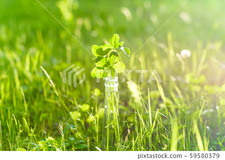 幸運的四葉草聚集在明亮的背光草地上的瓶子裡 幸運的四葉草聚集在明亮的背光草地上的瓶子裡 59580379