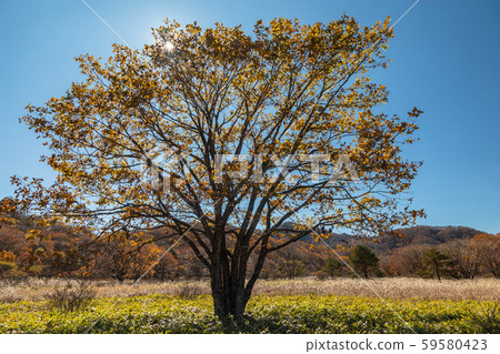 Susukino group and a tree 59580423