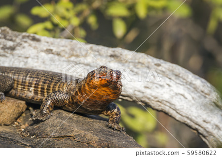 Giant plated lizard in Kruger National park, South Giant plated lizard in Kruger National park, South 59580622