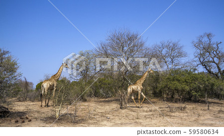 Giraffe in Kruger National park, South Africa Giraffe in Kruger National park, South Africa 59580634