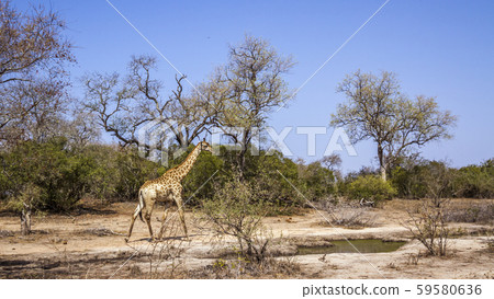 Giraffe in Kruger National park, South Africa Giraffe in Kruger National park, South Africa 59580636