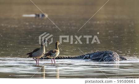 Egyptian Goose and Nile crocodile in Kruger 59580661