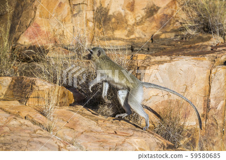 Vervet monkey in Kruger National park, South 59580685