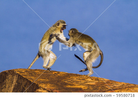 Vervet monkey in Kruger National park, South 59580718