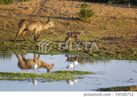 Common Waterbuck in Kruger National park, South Common Waterbuck in Kruger National park, South 59580752