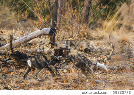 African wild dog in Kruger National park, South 59580778