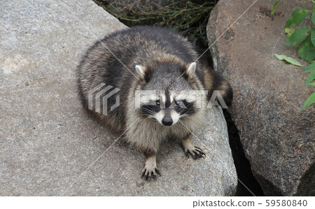 An animal raccoon sitting on a stone. An animal raccoon sitting on a stone. 59580840