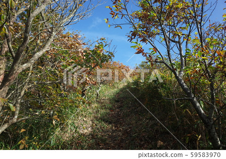 日本美麗的秋葉 59583970