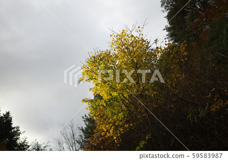 日本美麗的秋葉 59583987