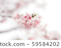 Cherry blossom spring march april 59584202