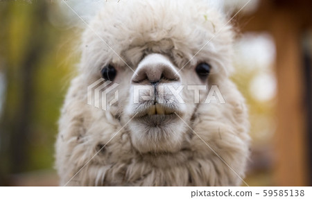 Closeup portrait of an adorable cute white curly shagged female alpaca with with an amusing 59585138