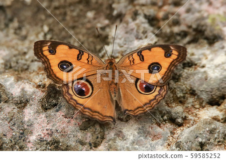 Tatehamodoki 59585252