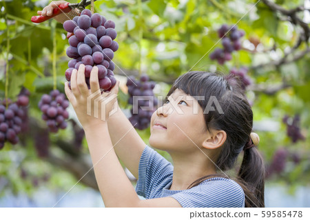 Girl picking grapes 59585478