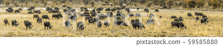 African buffalo in Kruger National park, South 59585880