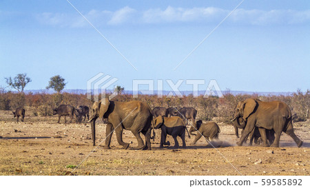 African bush elephant in Kruger National park, 59585892