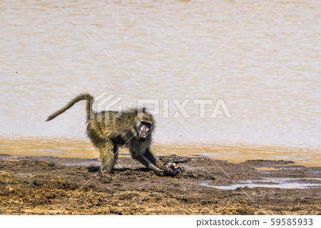 Chacma baboon in Kruger National park, South 59585933