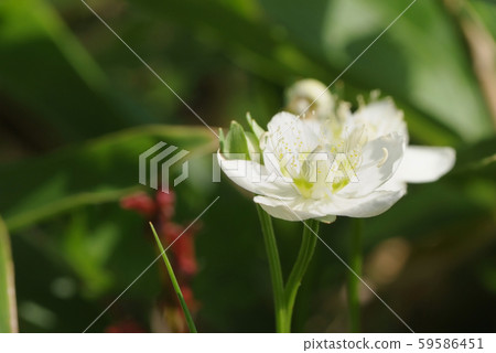 Umebachissau Umebachissau 59586451