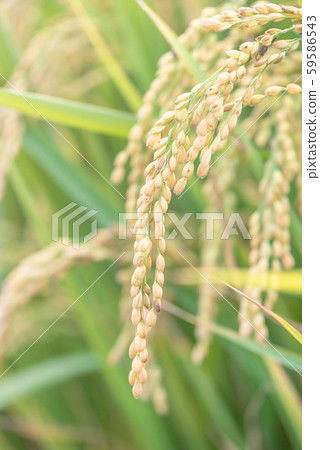 稻田 稻穗 稻米 黃色 夕陽 Paddy field sunset 稲作 落日 夕日 59586543