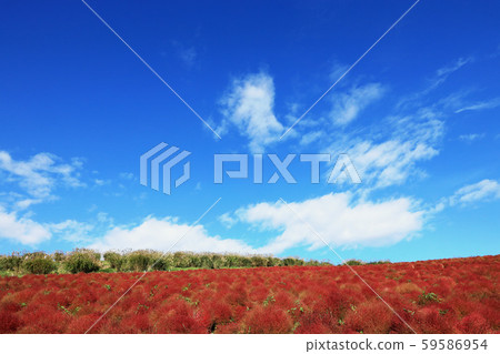 Autumn leaves of Kochia Hitachi Beach Park Ibaraki Prefecture Autumn leaves of Kochia Hitachi Beach Park Ibaraki Prefecture 59586954