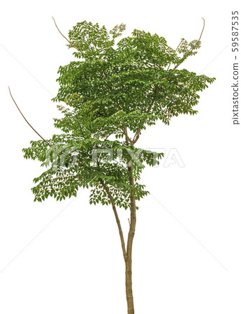 Broken bones tree, Damocles tree, Indian trumpet flower isolated on white background Broken bones tree, Damocles tree, Indian trumpet flower isolated on white background 59587535