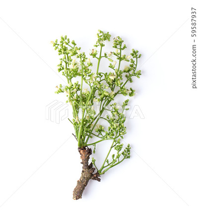 Medicinal neem flower over white background. top 59587937