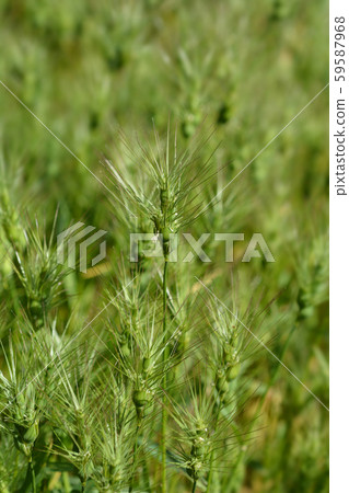 Ovate goatgrass Ovate goatgrass 59587968