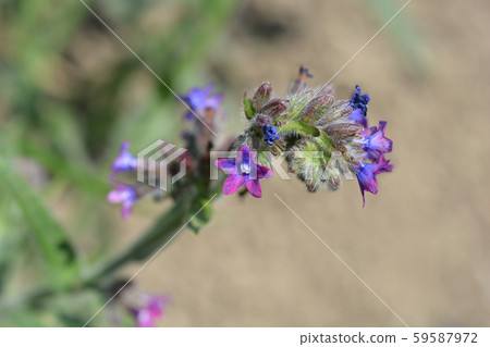 Common bugloss Common bugloss 59587972