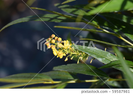 Narihiri Mahonia Narihiri Mahonia 59587981