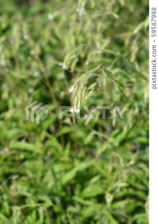 Nodding catchfly Nodding catchfly 59587988