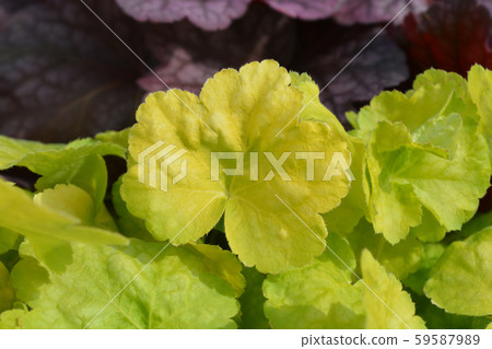 Coral Bells World Caffe Romano 59587989