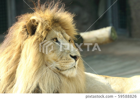 Male lion's face Male lion's face 59588826