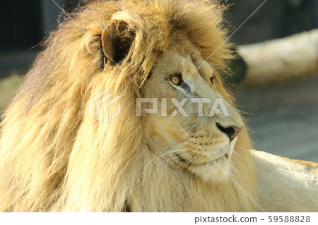 Male lion's face Male lion's face 59588828