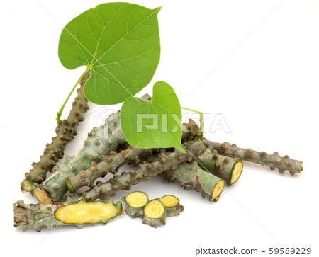 Tinospora cordifolia herb 59589229