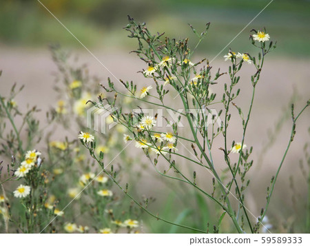 Akinonogi Akinonogi 59589333