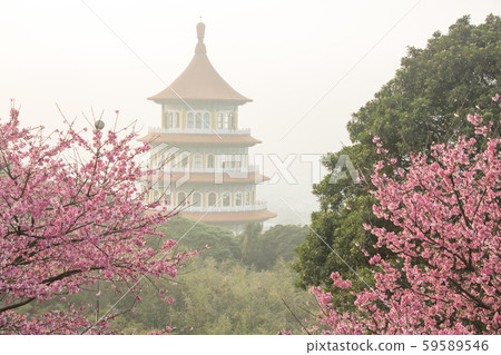 台北天元宮賞櫻花 Cherry blossom flower in blooming with branch for spring season in Taipei, Taiwan. 台北天元宮賞櫻花 Cherry blossom flower in blooming with branch for spring season in Taipei, Taiwan. 59589546