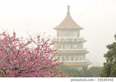 台北天元宮賞櫻花 Cherry blossom flower in blooming with branch for spring season in Taipei, Taiwan. 台北天元宮賞櫻花 Cherry blossom flower in blooming with branch for spring season in Taipei, Taiwan. 59589548