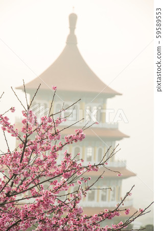 台北天元宮賞櫻花 Cherry blossom flower in blooming with branch for spring season in Taipei, Taiwan. 59589553