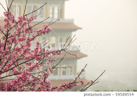 台北天元宮賞櫻花 Cherry blossom flower in blooming with branch for spring season in Taipei, Taiwan. 台北天元宮賞櫻花 Cherry blossom flower in blooming with branch for spring season in Taipei, Taiwan. 59589554