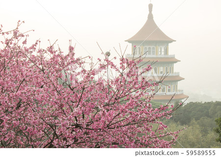 台北天元宮賞櫻花 Cherry blossom flower in blooming with branch for spring season in Taipei, Taiwan. 59589555