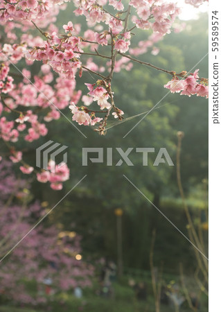 台北天元宮賞櫻花 Cherry blossom flower in blooming with branch for spring season in Taipei, Taiwan. 台北天元宮賞櫻花 Cherry blossom flower in blooming with branch for spring season in Taipei, Taiwan. 59589574