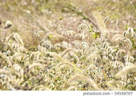 枯萎的貓 59589707