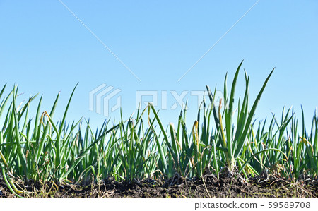 洋蔥田 洋蔥田 59589708